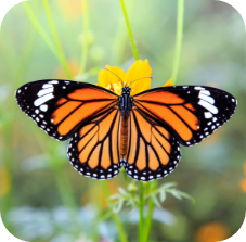 Monarch Butterfly